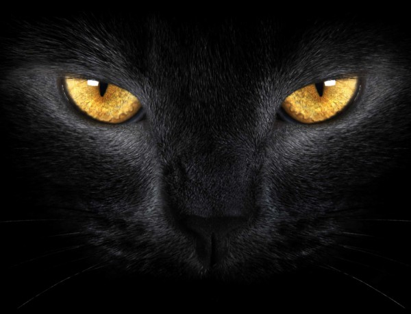 Những sự thật thú vị về mèo khiến bạn đi từ bất ngờ này đến bất ngờ khác