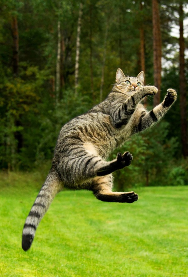 Những sự thật thú vị về mèo khiến bạn đi từ bất ngờ này đến bất ngờ khác