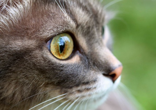 Những sự thật thú vị về mèo khiến bạn đi từ bất ngờ này đến bất ngờ khác