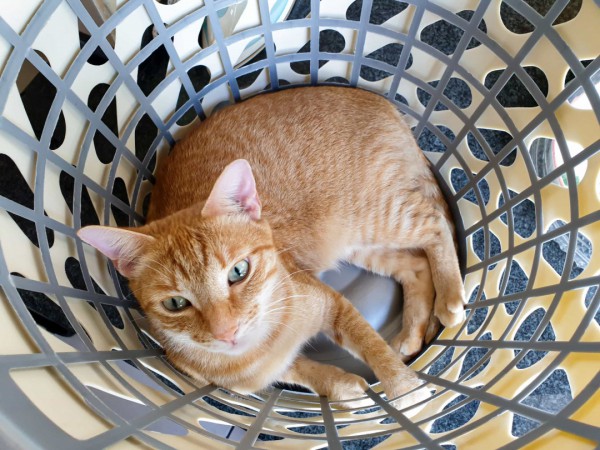 Những sự thật thú vị về mèo khiến bạn đi từ bất ngờ này đến bất ngờ khác