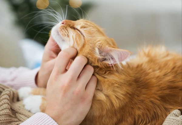 Những sự thật thú vị về mèo khiến bạn đi từ bất ngờ này đến bất ngờ khác