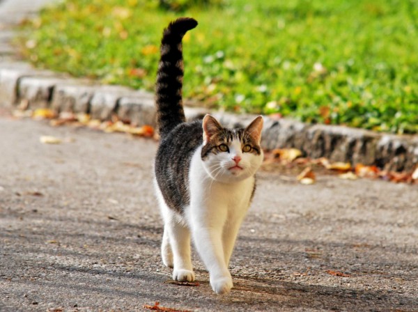 Những sự thật thú vị về mèo khiến bạn đi từ bất ngờ này đến bất ngờ khác