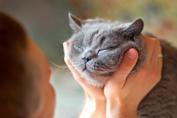 Những sự thật thú vị về mèo khiến bạn đi từ bất ngờ này đến bất ngờ khác