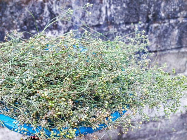 Nồi mùi già ngày tết đánh thức cả trời thương nhớ