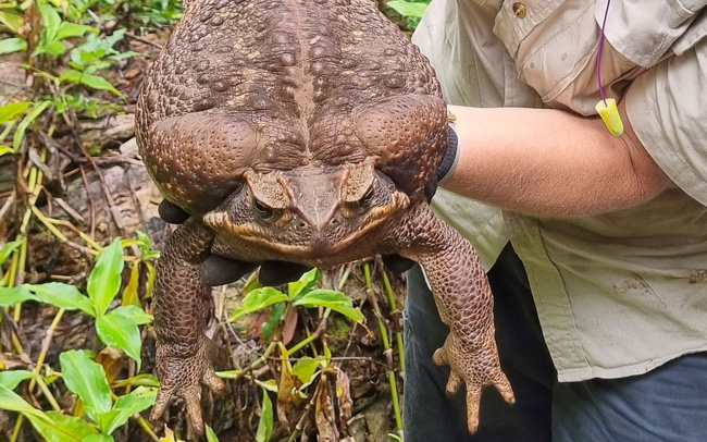 Phát hiện cóc mía “khủng” nặng tới 2,7 kg tại Australia