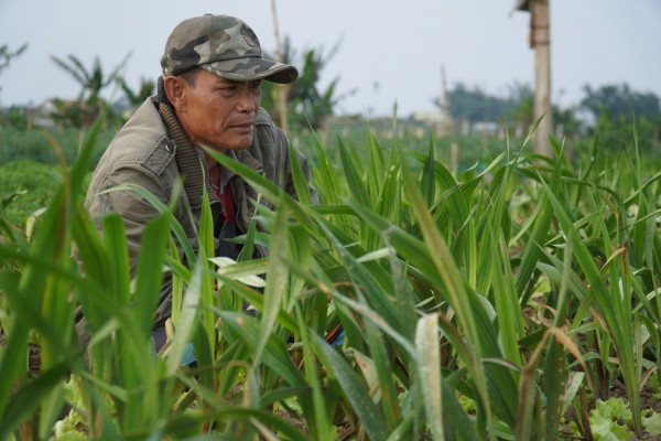 Quảng Ngãi: Nông dân lo lắng vì hoa lay ơn trồng Tết Nguyên đán chết hàng loạt