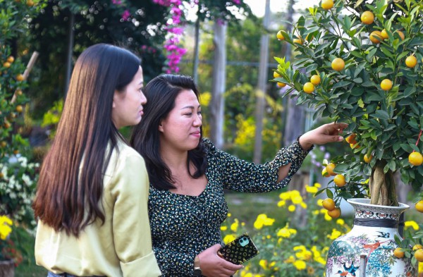 Quất mộc căn giá chục triệu cháy hàng ở Hà Nội trước Tết Quý Mão