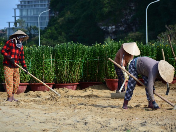 Rực sắc hoa tết ở công viên cạnh danh thắng Ngũ Hành Sơn