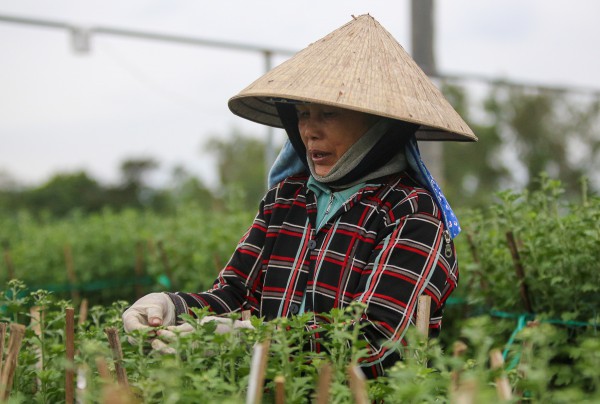 Sinh viên, công nhân thất nghiệp “ngắt lá, bẻ nụ hoa” kiếm tiền triệu tiêu Tết