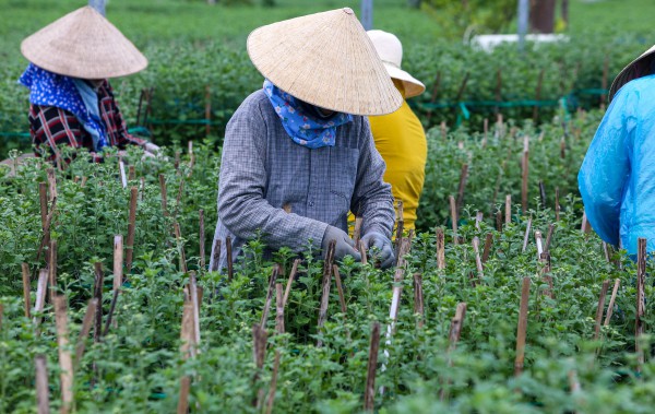 Sinh viên, công nhân thất nghiệp “ngắt lá, bẻ nụ hoa” kiếm tiền triệu tiêu Tết