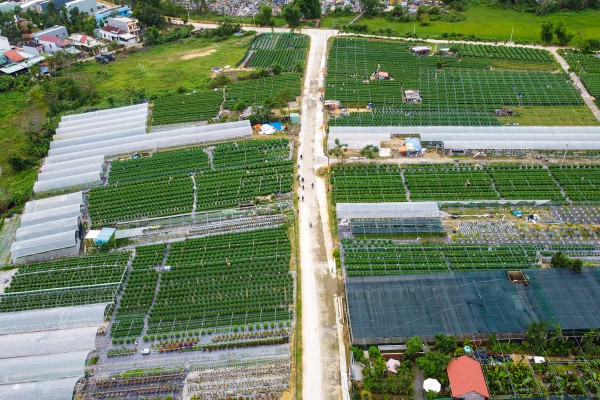 Sinh viên, công nhân thất nghiệp “ngắt lá, bẻ nụ hoa” kiếm tiền triệu tiêu Tết