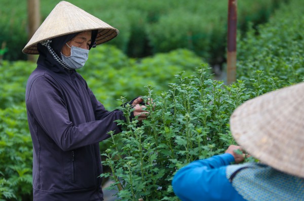 Sinh viên, công nhân thất nghiệp “ngắt lá, bẻ nụ hoa” kiếm tiền triệu tiêu Tết