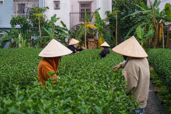 Sinh viên, công nhân thất nghiệp “ngắt lá, bẻ nụ hoa” kiếm tiền triệu tiêu Tết