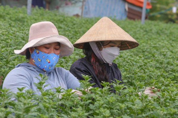 Sinh viên, công nhân thất nghiệp “ngắt lá, bẻ nụ hoa” kiếm tiền triệu tiêu Tết