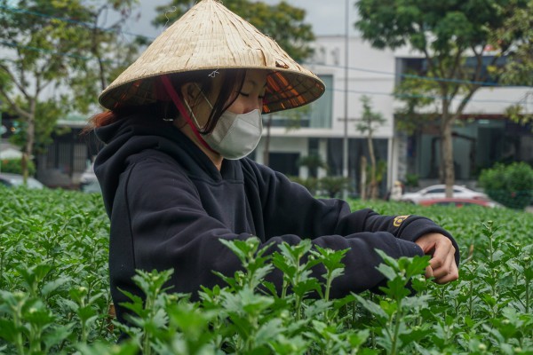 Sinh viên, công nhân thất nghiệp “ngắt lá, bẻ nụ hoa” kiếm tiền triệu tiêu Tết