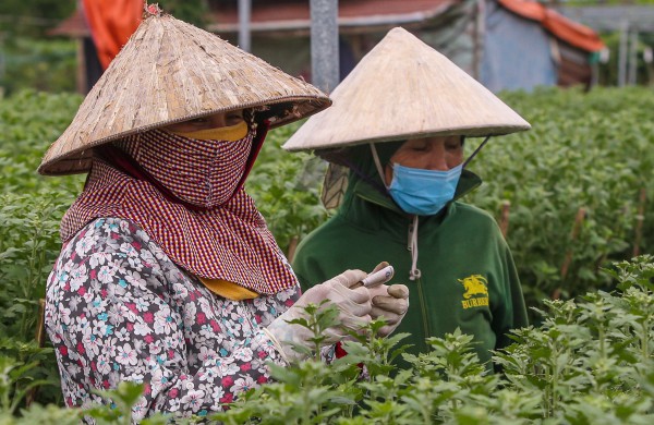 Sinh viên, công nhân thất nghiệp “ngắt lá, bẻ nụ hoa” kiếm tiền triệu tiêu Tết