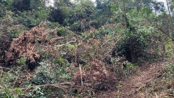 Thanh Hóa: ‘Mạnh tay’ xử lý nạn phá rừng