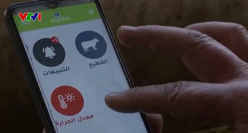 Thiết bị đeo vòng cổ thông minh cho bò Thiết bị đeo vòng cổ thông minh cho bò