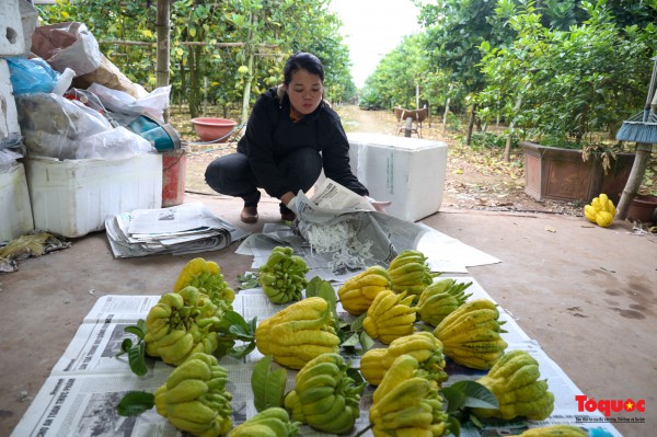 "Thủ phủ" phật thủ Đắc Sở tất bật vào vụ Tết Quý Mão "Thủ phủ" phật thủ Đắc Sở tất bật vào vụ Tết Quý Mão