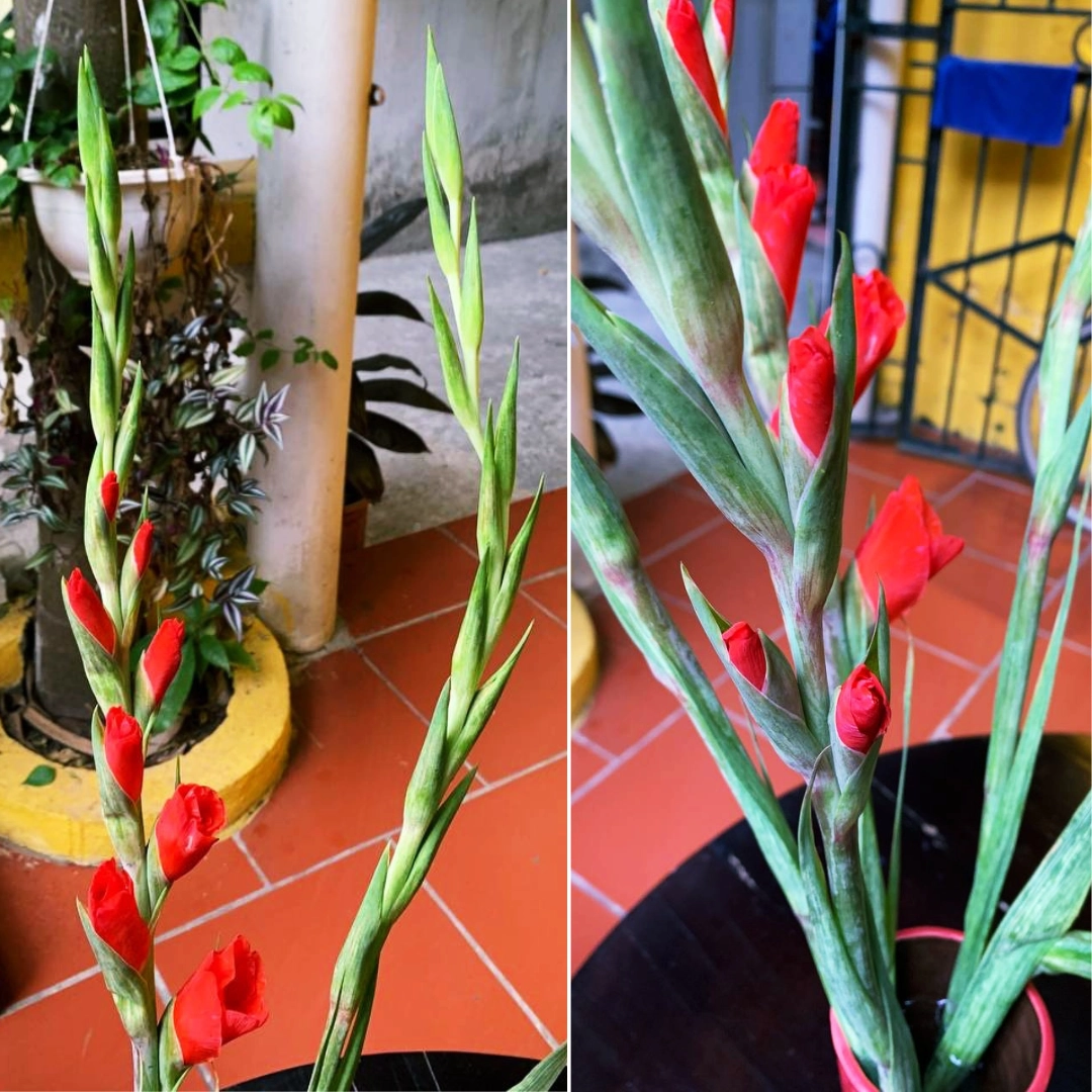 Tiểu thương chợ hoa Quảng Bá hướng dẫn cách chọn lay ơn chưng Tết tránh hàng ướp lạnh