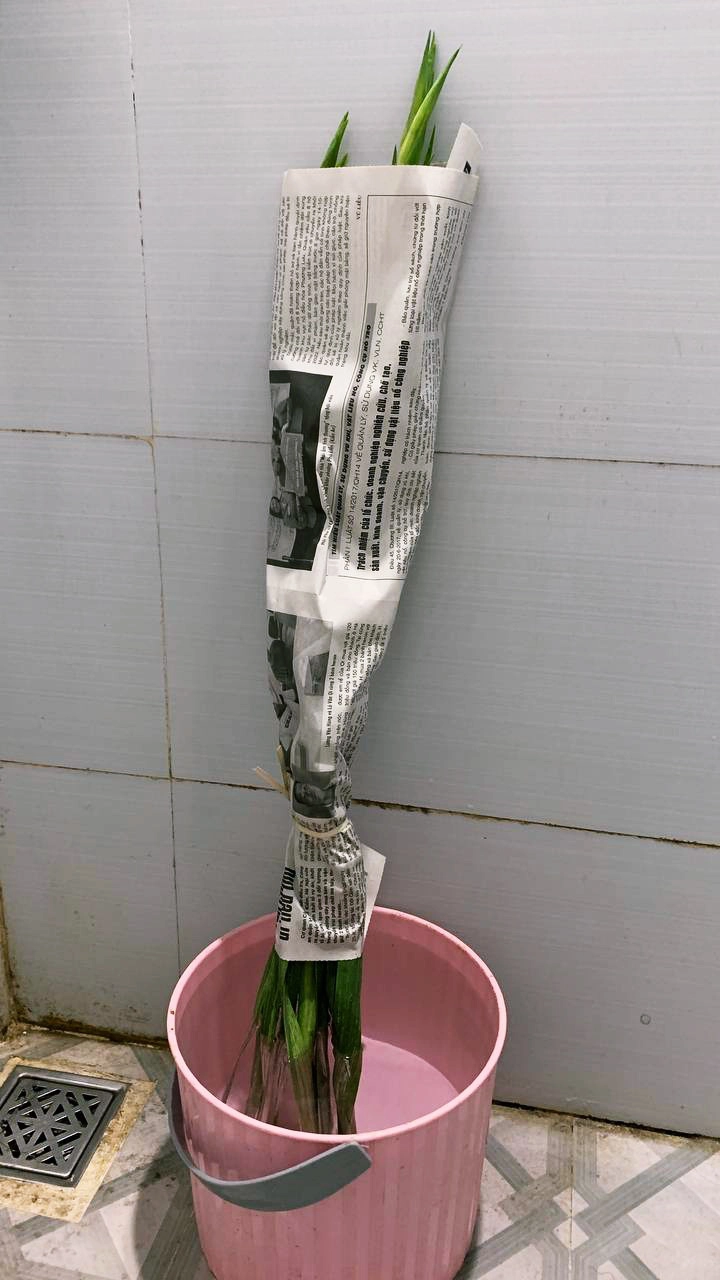 Tiểu thương chợ hoa Quảng Bá hướng dẫn cách chọn lay ơn chưng Tết tránh hàng ướp lạnh