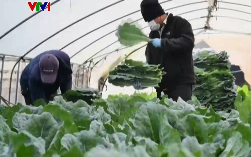 Ứng dụng mua sắm trực tuyến giúp tiêu thụ sản phẩm cho nông dân