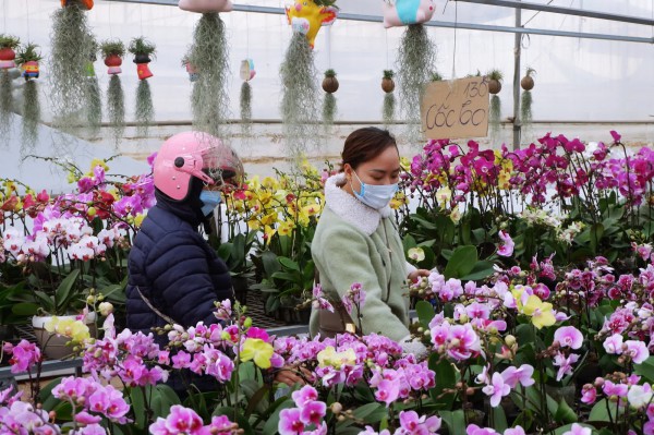 Về làng hoa Xuân Quan sắm cây cảnh Tết Quý Mão: Hợp mắt, vừa túi tiền