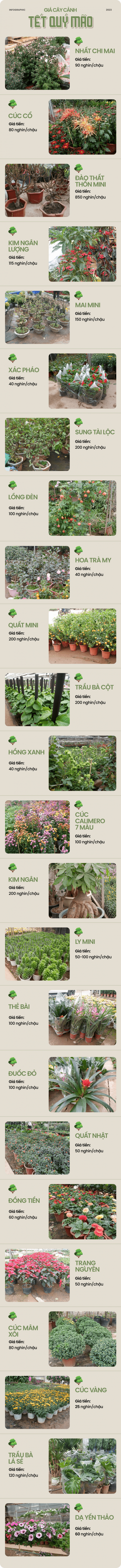 Về làng hoa Xuân Quan sắm cây cảnh Tết Quý Mão: Hợp mắt, vừa túi tiền Về làng hoa Xuân Quan sắm cây cảnh Tết Quý Mão: Hợp mắt, vừa túi tiền