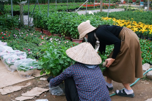 Về làng hoa Xuân Quan sắm cây cảnh Tết Quý Mão: Hợp mắt, vừa túi tiền Về làng hoa Xuân Quan sắm cây cảnh Tết Quý Mão: Hợp mắt, vừa túi tiền