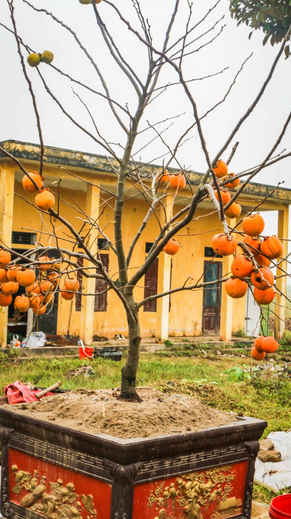 Xu hướng chưng cây nguyên quả vào ngày Tết của nhiều gia đình giúp loài cây này tăng giá cả chục triệu đồng một chậu