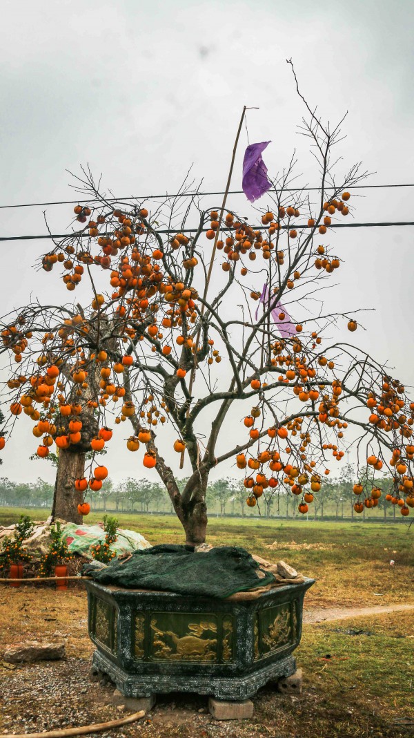 Xu hướng chưng cây nguyên quả vào ngày Tết của nhiều gia đình giúp loài cây này tăng giá cả chục triệu đồng một chậu