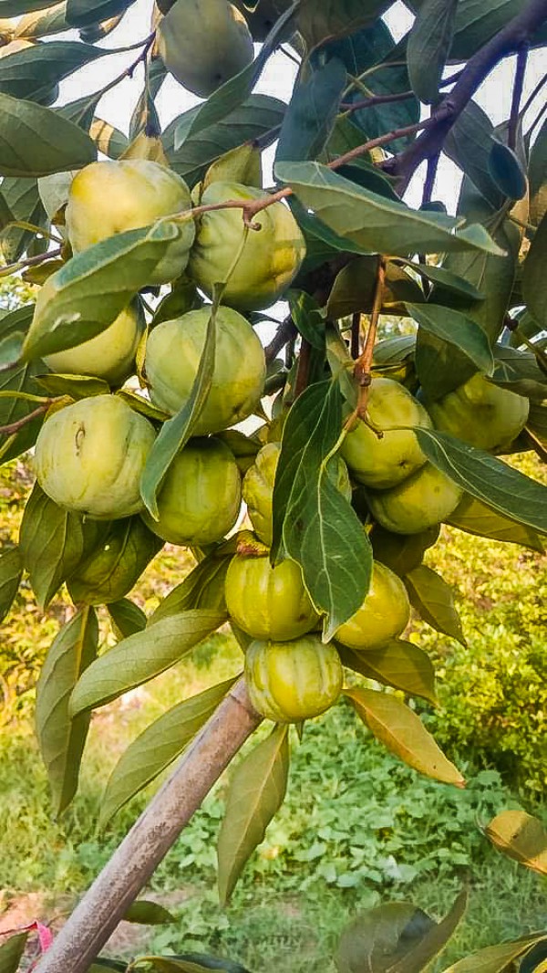 Xu hướng chưng cây nguyên quả vào ngày Tết của nhiều gia đình giúp loài cây này tăng giá cả chục triệu đồng một chậu