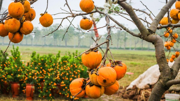 Xu hướng chưng cây nguyên quả vào ngày Tết của nhiều gia đình giúp loài cây này tăng giá cả chục triệu đồng một chậu