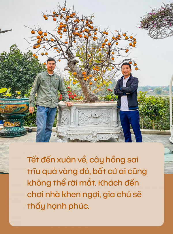 Xu hướng chưng cây nguyên quả vào ngày Tết của nhiều gia đình giúp loài cây này tăng giá cả chục triệu đồng một chậu
