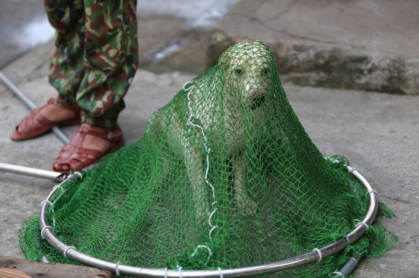 11 lần ra quân, bắt được 53 con chó thả rông