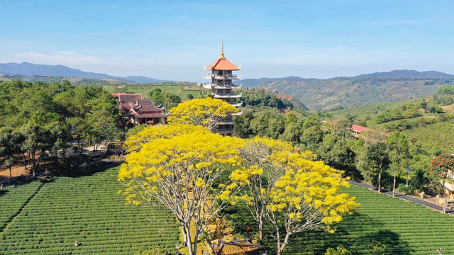 Ghé thăm tu viện Bát Nhã, tu viện có hàng phượng vàng rực rỡ vào mùa xuân ở Bảo Lộc - Ảnh 2. Ghé thăm tu viện Bát Nhã, tu viện có hàng phượng vàng rực rỡ vào mùa xuân ở Bảo Lộc - Ảnh 2.