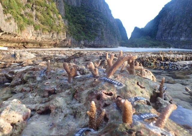 Nỗ lực cân bằng bền vững tại điểm đến du lịch nổi tiếng Thái Lan - Ảnh 2.