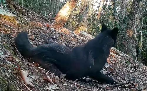 Lắp camera quan sát sân sau, người đàn ông vô tình phát hiện một sinh vật quý hiếm - Ảnh 2. Lắp camera quan sát sân sau, người đàn ông vô tình phát hiện một sinh vật quý hiếm - Ảnh 2.