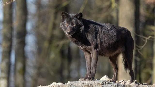 Lắp camera quan sát sân sau, người đàn ông vô tình phát hiện một sinh vật quý hiếm - Ảnh 4. Lắp camera quan sát sân sau, người đàn ông vô tình phát hiện một sinh vật quý hiếm - Ảnh 4.