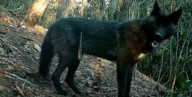 Lắp camera quan sát sân sau, người đàn ông vô tình phát hiện một sinh vật quý hiếm - Ảnh 1. Lắp camera quan sát sân sau, người đàn ông vô tình phát hiện một sinh vật quý hiếm - Ảnh 1.