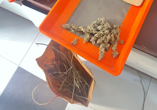 Ập vào căn hộ biển Đà Nẵng, phát hiện người nước ngoài trồng cần sa