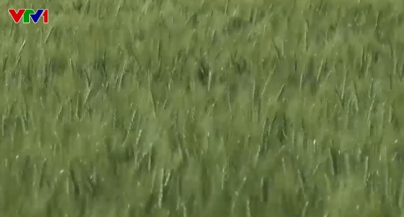 Biến sa mạc thành trang trại trồng lúa mì