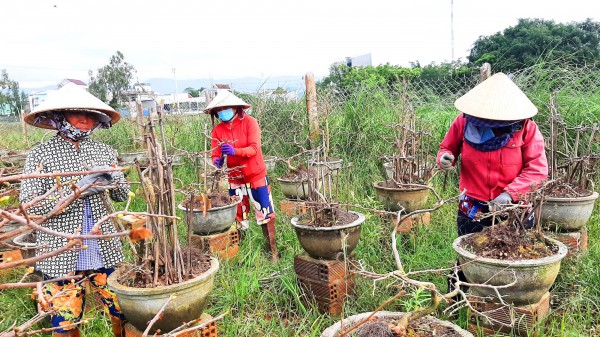 Bình Định: Nông dân An Nhơn tất bật chăm mai kiểng sau tết
