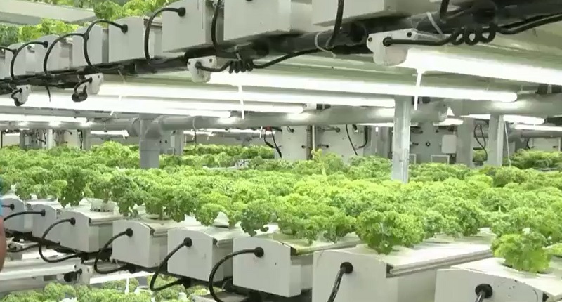 Canh tác thông minh giữa vùng sa mạc khô cằn