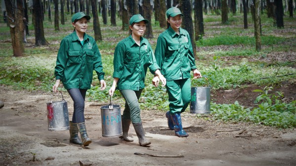 Cao su Tây nguyên và những con số đáng mừng