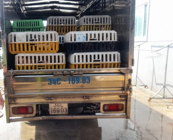 Đồng Tháp: Phát hiện khoảng 2.000 con mèo đã giết mổ, chuẩn bị đưa đi nấu cao Đồng Tháp: Phát hiện khoảng 2.000 con mèo đã giết mổ, chuẩn bị đưa đi nấu cao