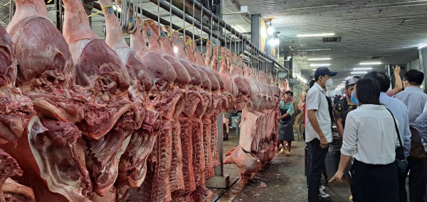 Giá heo hơi hôm nay 9.2.2023: Thiết lập đáy mới 50.000 đồng/kg Giá heo hơi hôm nay 9.2.2023: Thiết lập đáy mới 50.000 đồng/kg