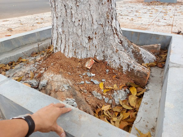 Gia Lai: Xem xét trách nhiệm các đơn vị làm hại cây xanh ở phố núi Pleiku