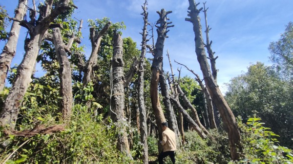 Gia Lai: Xem xét trách nhiệm các đơn vị làm hại cây xanh ở phố núi Pleiku