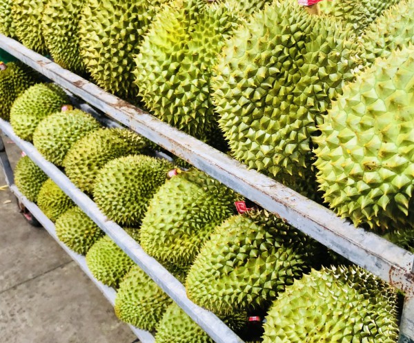 Giá sầu riêng xuất khẩu cao kỷ lục, khách TP.HCM ‘đỏ mắt’ tìm không ra Giá sầu riêng xuất khẩu cao kỷ lục, khách TP.HCM ‘đỏ mắt’ tìm không ra